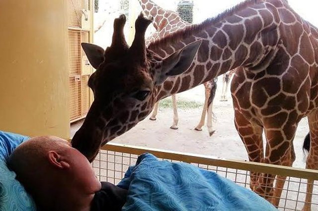 Jedna z żyraf "całuje" Mario