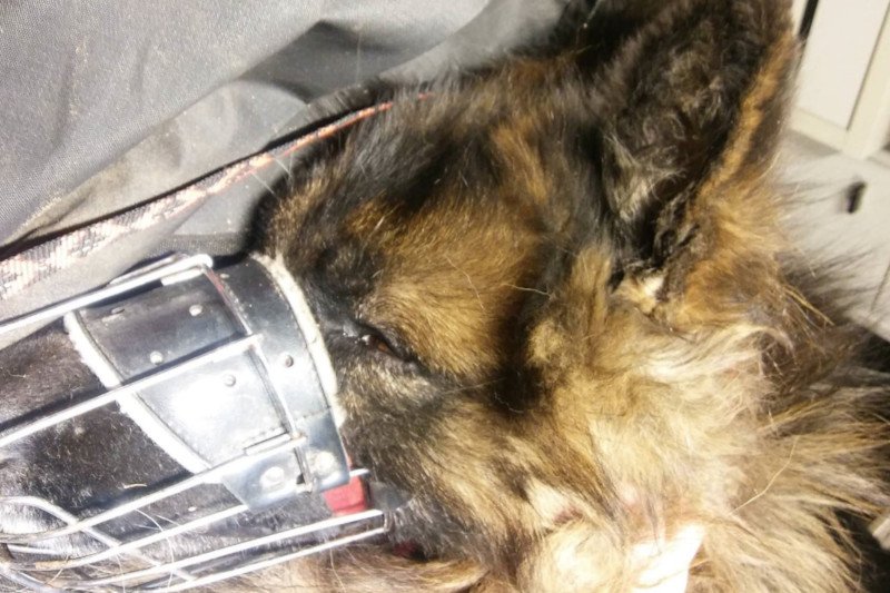 Max był na parafii w Głuszynie. Interweniowała fundacja Oleśnickie Bidy.