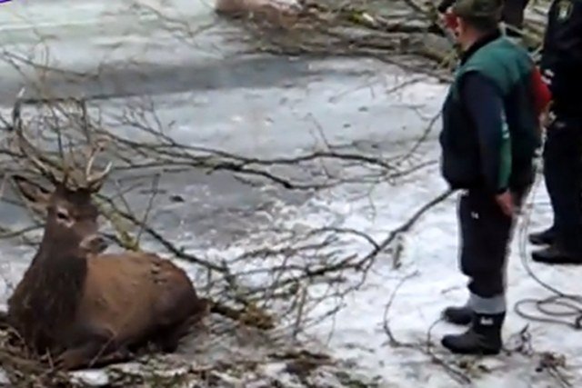 Myśliwi uratowali jelenie, które wpadły do Parsęty