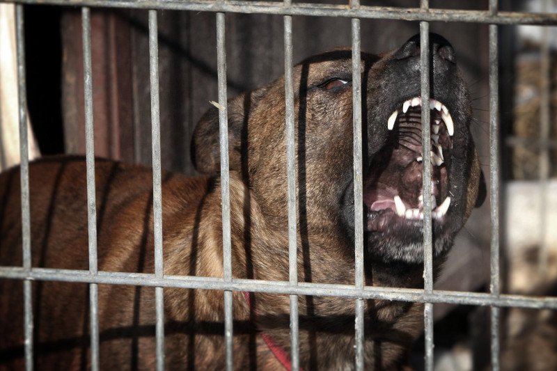 Prawdopodobną przyczyną śmierci mężczyzny jest zagryzienie przez pilnujące terenu psy.
