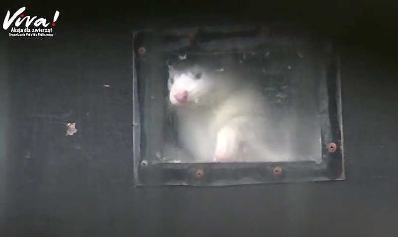 Norki — wstrząsające wyniki śledztwa Fundacji Viva w Pabianicach [VIDEO]