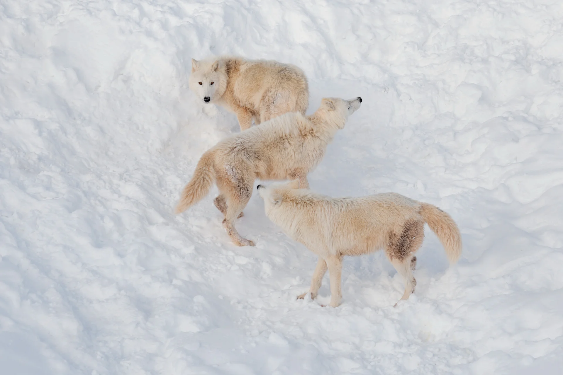 Wilki polarne