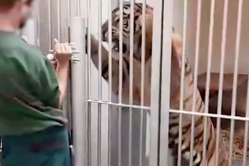 Niektóre z ocalałych tygrysów są bardzo agresywne.