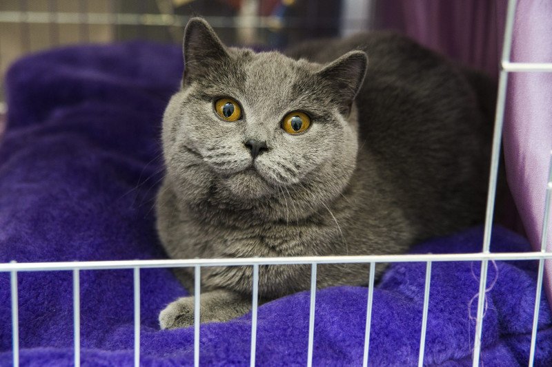 Jak przemycić psa lub kota? Trzy kobiety opowiadają, jak nielegalnie przewiozły czworonogi przez granicę.