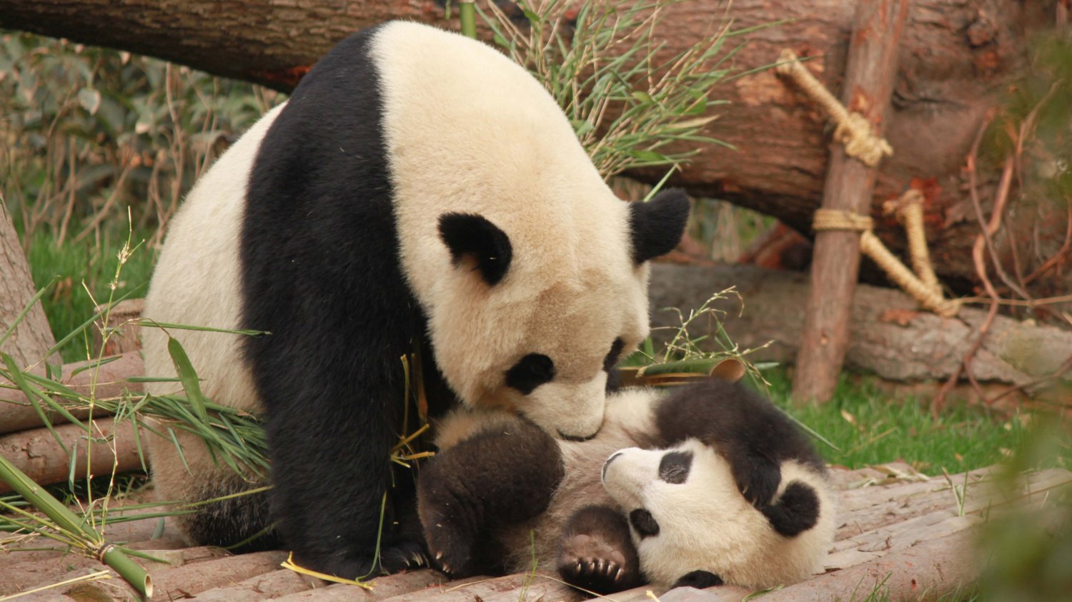 Panda wielka nie jest już gatunkiem zagrożonym. Ale jej populacja nadal nie jest liczna.