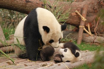 Panda wielka nie jest już gatunkiem zagrożonym. Ale jej populacja nadal nie jest liczna.