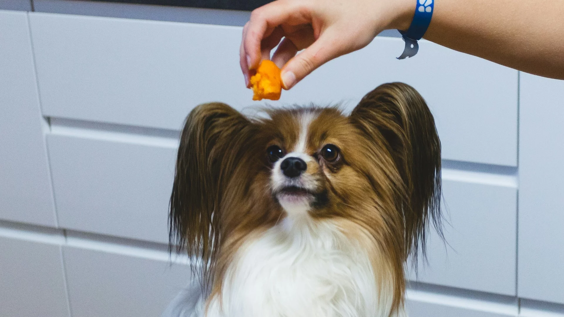 Firma Freshpet z New Jersey, znana z produkcji świeżej karmy dla psów i kotów oraz jej dystrybucji na terytorium Ameryki Północnej, reklamowała swoje artykuły, akcentując, jak wiele wspólnego mają one z jakością produktów spożywczych dla ludzi.