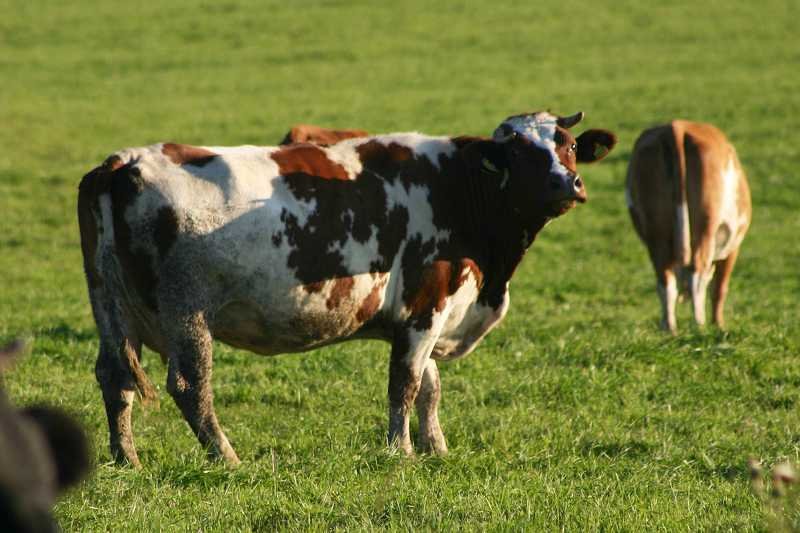 Trzy krowy ze skażonego wąglikiem stada trafiły do Polski