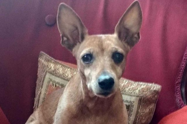 Lola uciekła z kliniki weterynaryjnej, właścicielka suczki prowadzi poszukiwania.