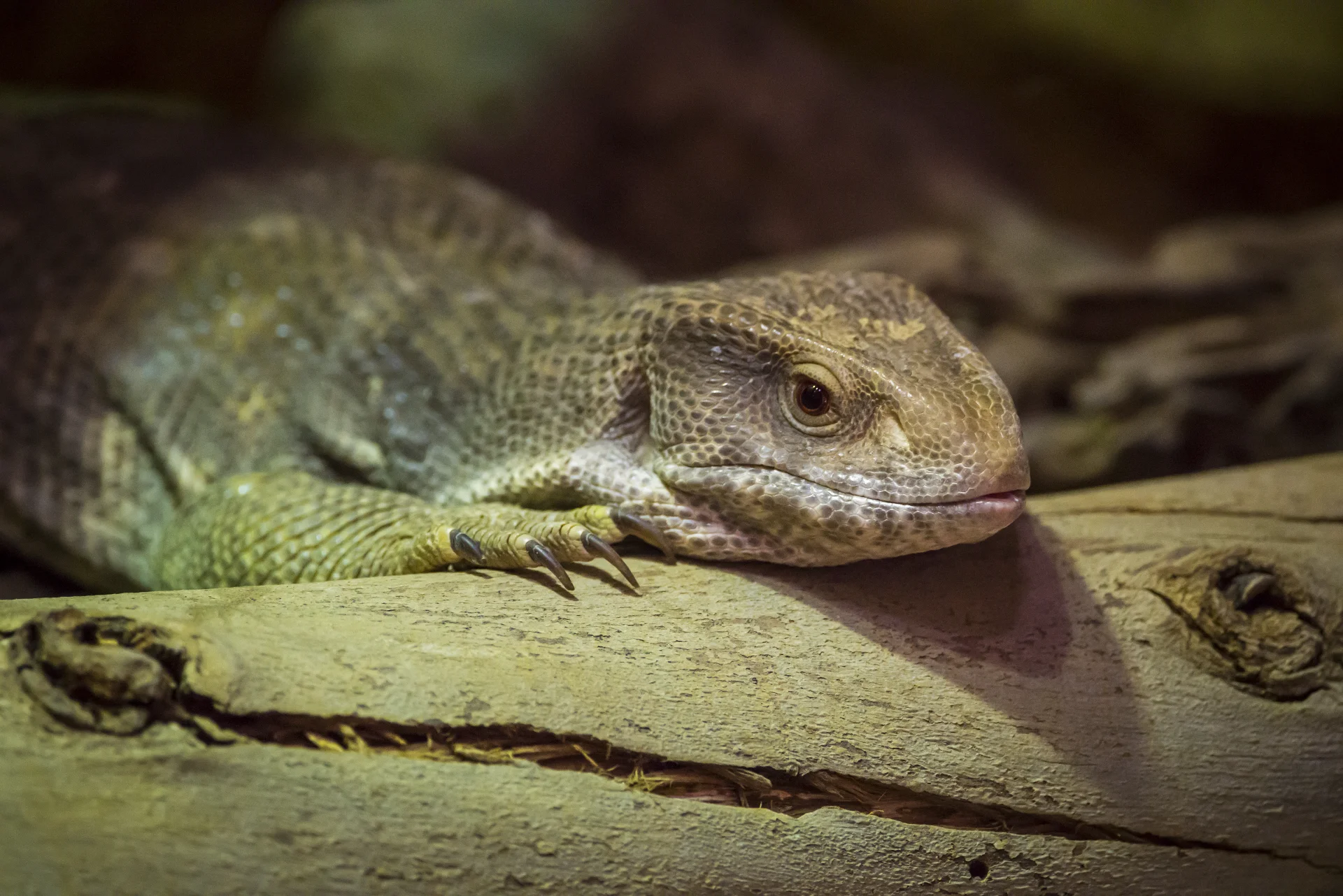 Waran stepowy (Varanus exanthematicus) 