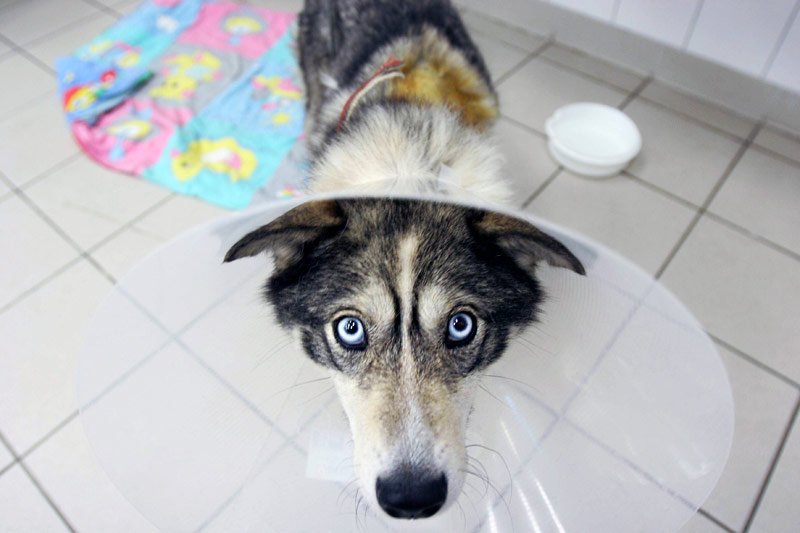 Tajemnicą poliszynela w środowisku weterynaryjnym zdaje się proceder naciągania właścicieli zwierząt na długotrwałą, uporczywą terapię, która tylko przedłuża cierpienia pupili.