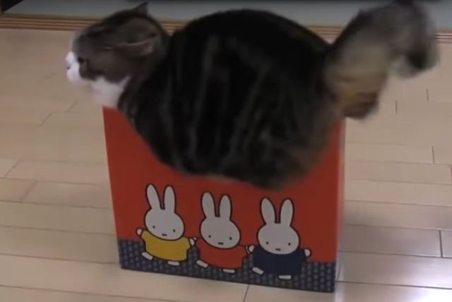 Dla kotów żadne kartonowe pudełko nie jest za małe...