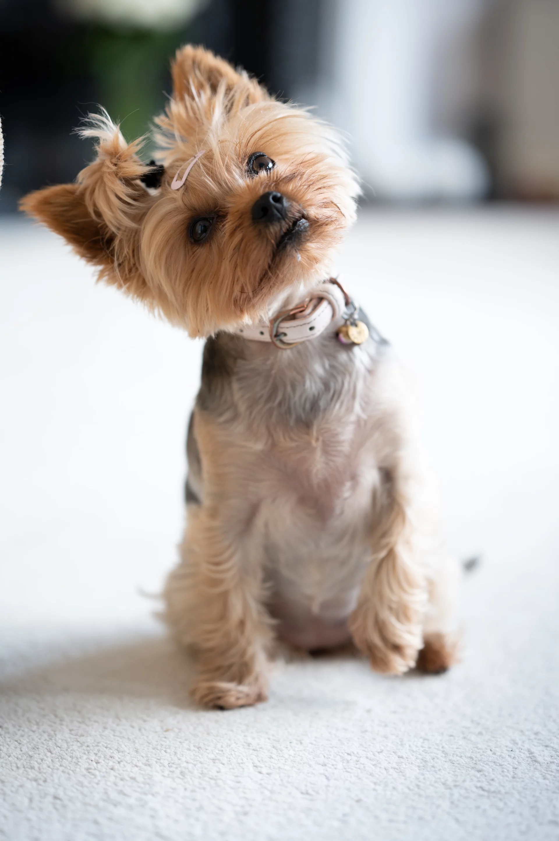 Yorkshire Terrier Yorkshire Terrier