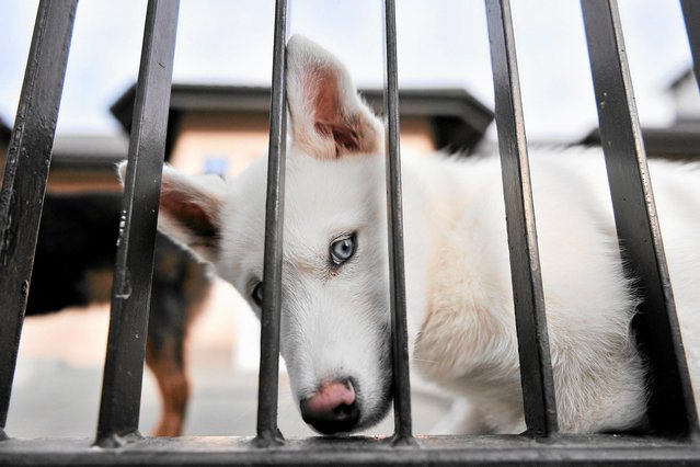 Psy ze schronisk skorzystają z plakatów wyborczych bardziej niż ci, do których miały przemówić