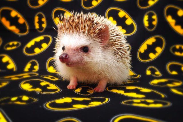 Huff nazywany jest jeżem - wampirem.