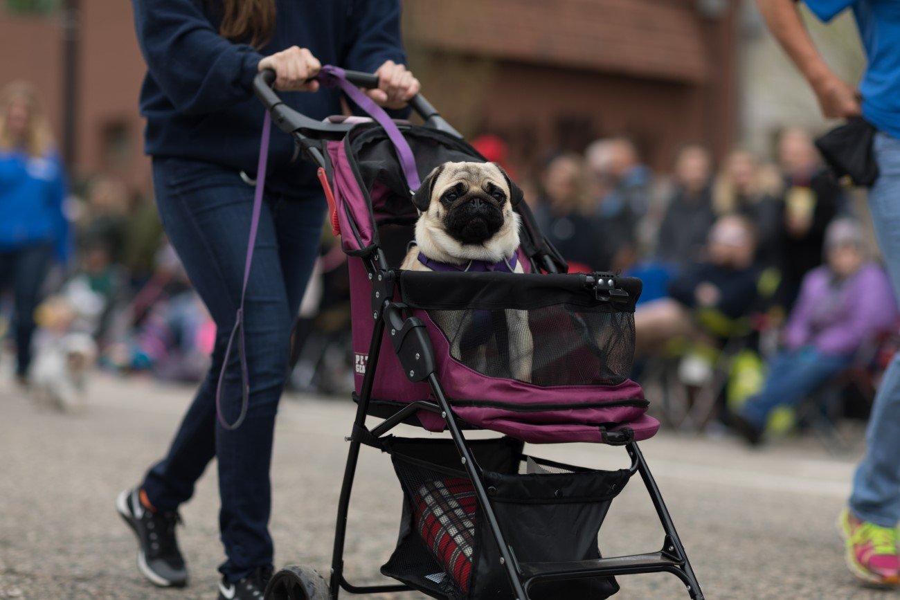 Pies w wózku dziecięcym