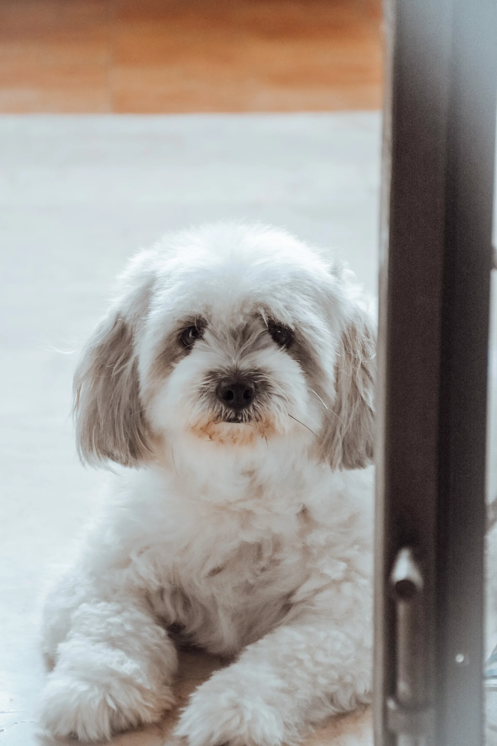 Shih Tzu Shih Tzu