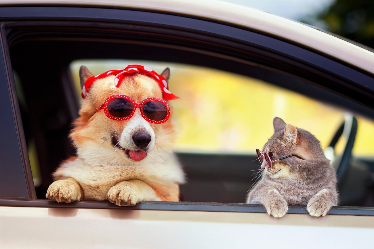 Widok psa czy kota w samochodzie to coraz częstszy widok. Ze względów bezpieczeństwa rośnie więc zainteresowanie ubezpieczeniem zwierząt domowych na podróż samochodem. Ochrona pupili oferowana jest najczęściej jako element ubezpieczenia assistance