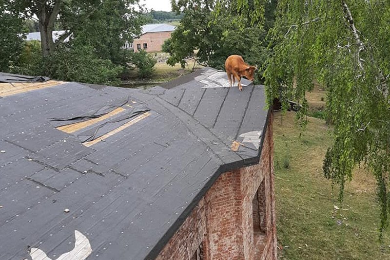 Krowa na dachu. Akcja strażaków z OSP w Sochocinie