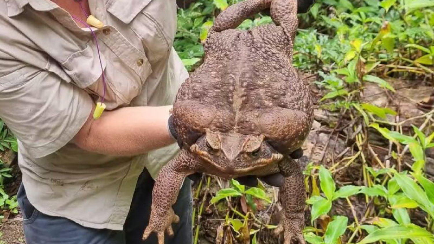 Toadzilla - największa ropucha na świecie