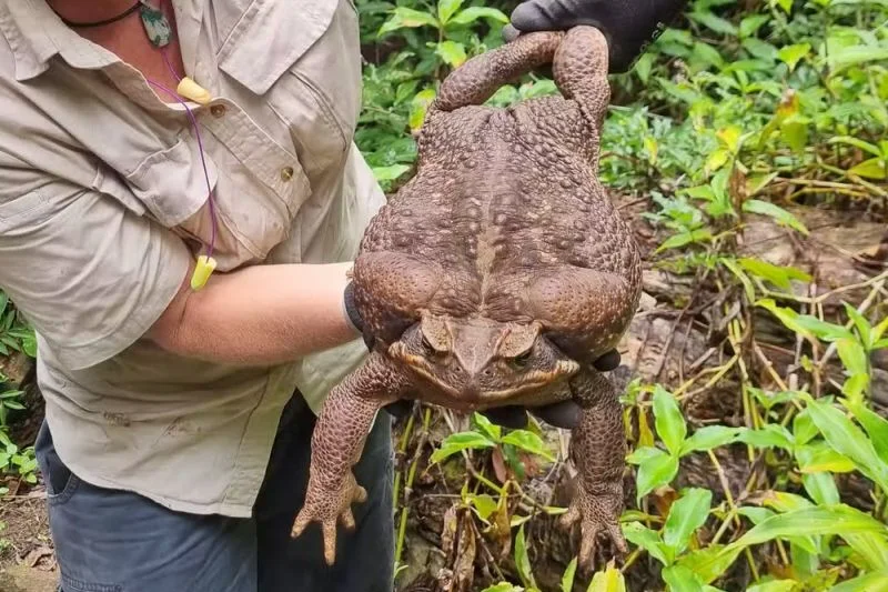 Toadzilla - największa ropucha na świecie