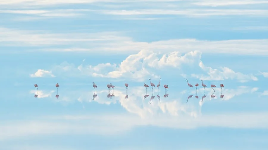Junji Takasago, "Heavenly flamingos" - zwycięzca kategorii "piękno natury"