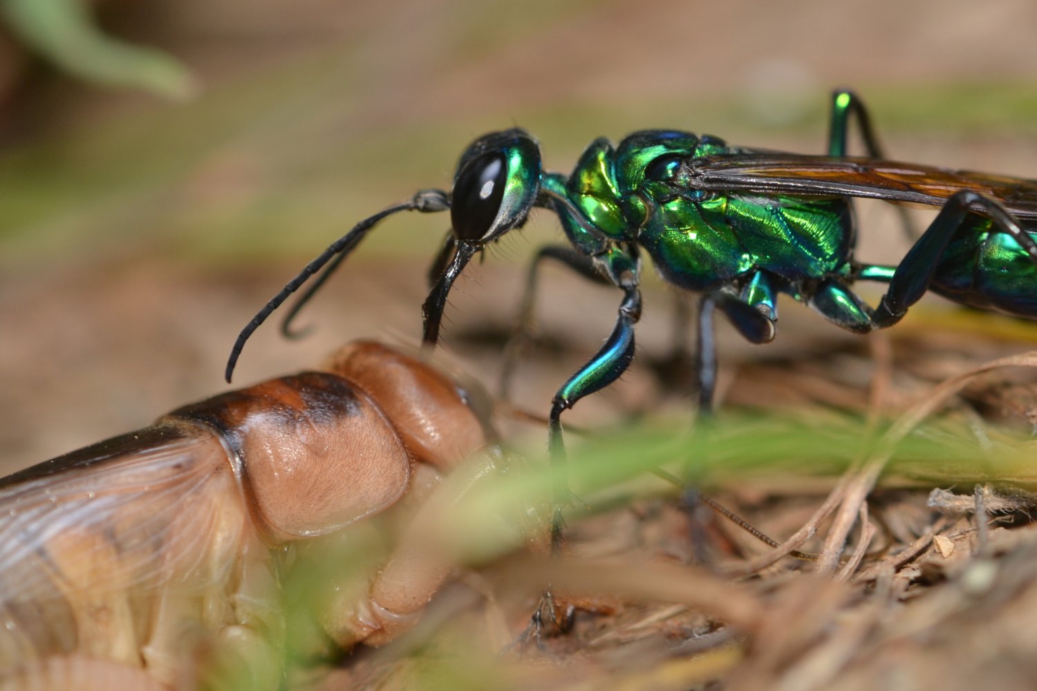 Osa szmaragdowa poluje na karaluchy Periplaneta americana Osa szmaragdowa ze swoją ofiarą - karaluchem