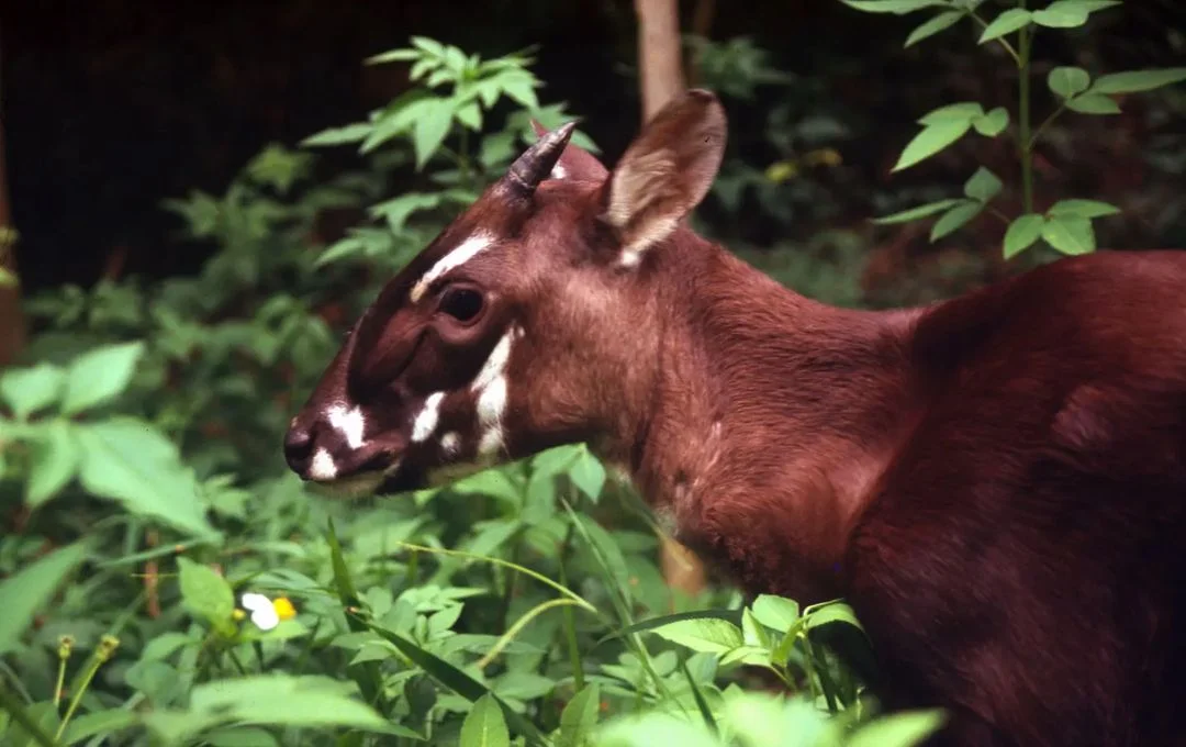 Saola wietnamska