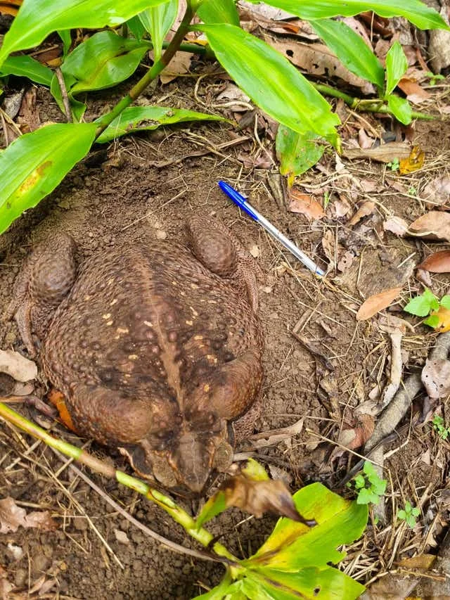 Toadzilla w porównaniu z długopisem