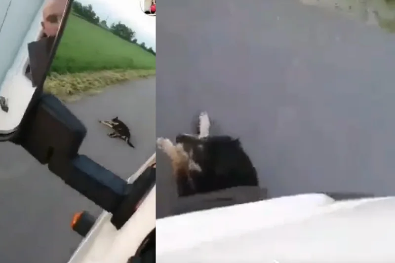 Mężczyzna celowo dwukrotnie przejechał psa, a nagranie z tego zdarzenia umieścił w sieci.