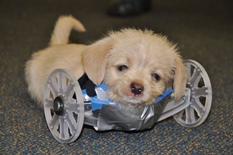 Piesek na wózku 3D zauroczył internautów