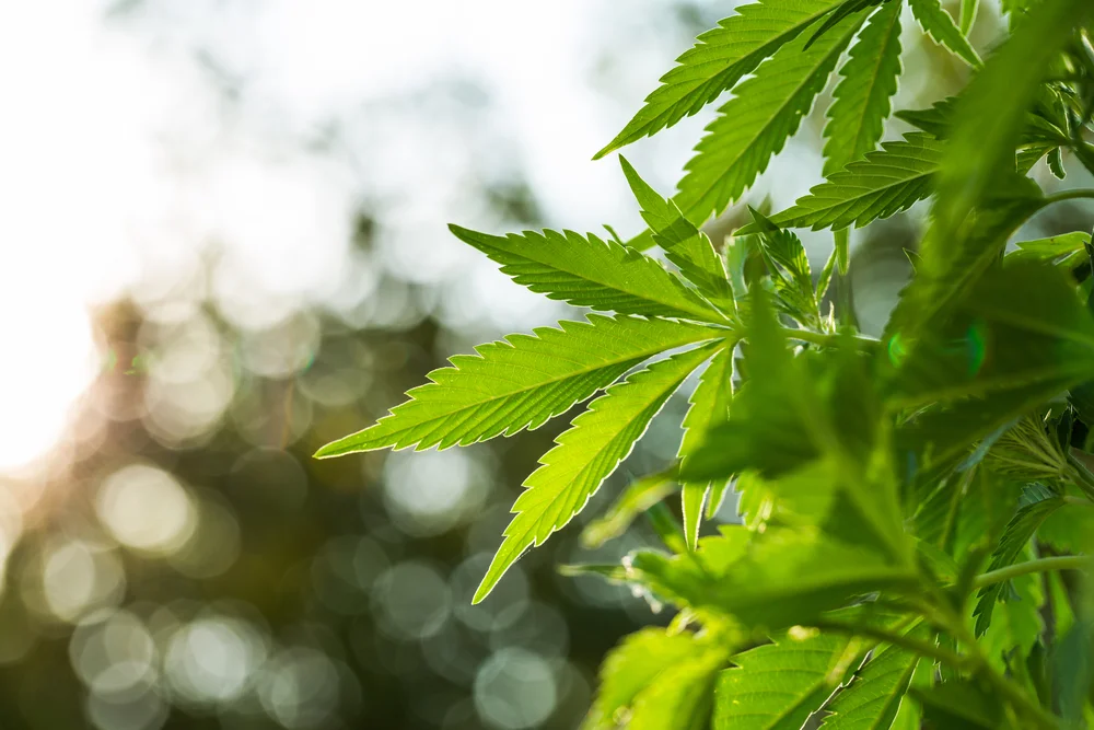 Marihuana niosąca zniszczenie