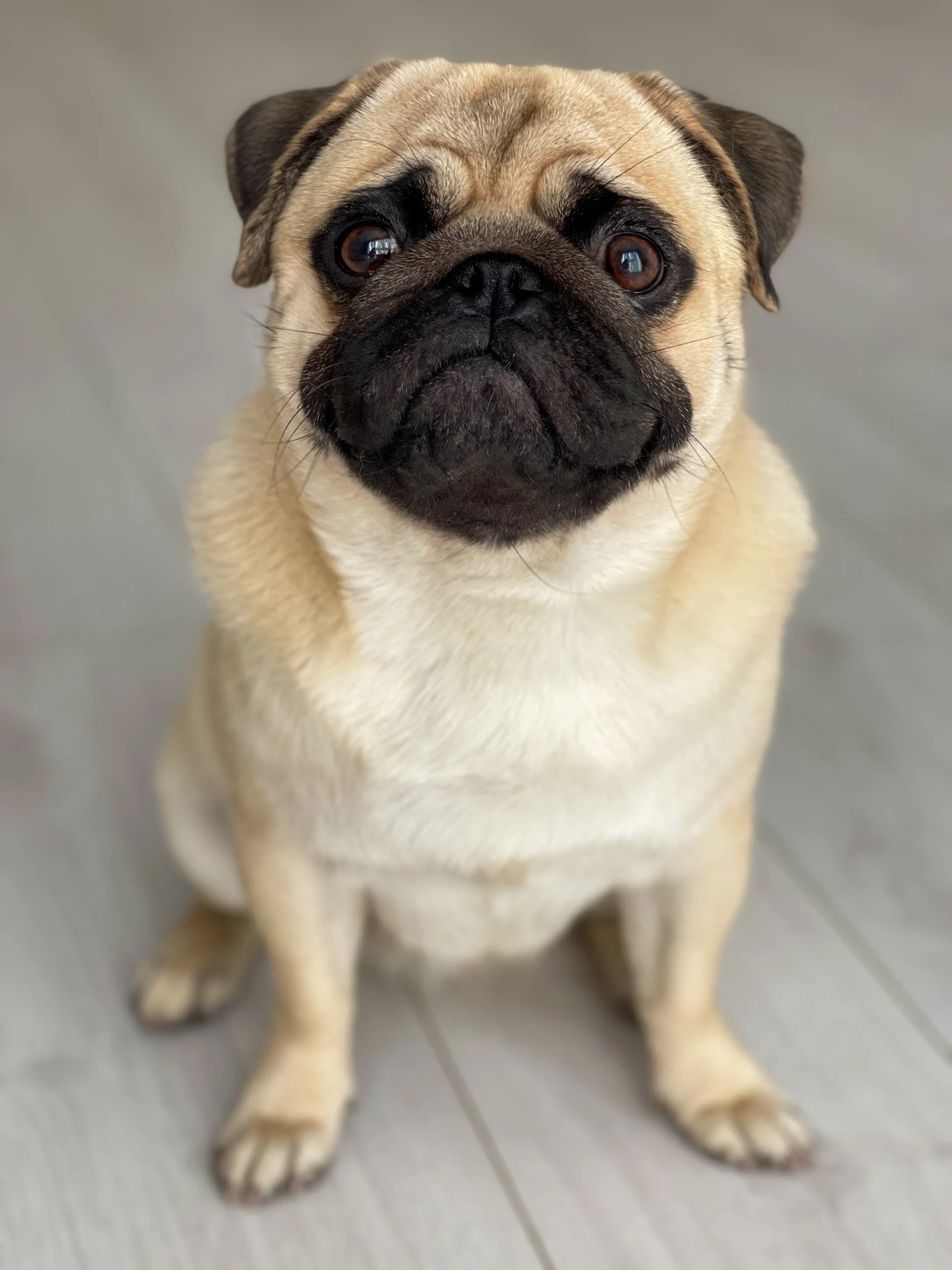 Mops