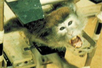 PETA nie boi się drastycznych kroków, by zniechęcić do eksperymentowania na zwierzętach.