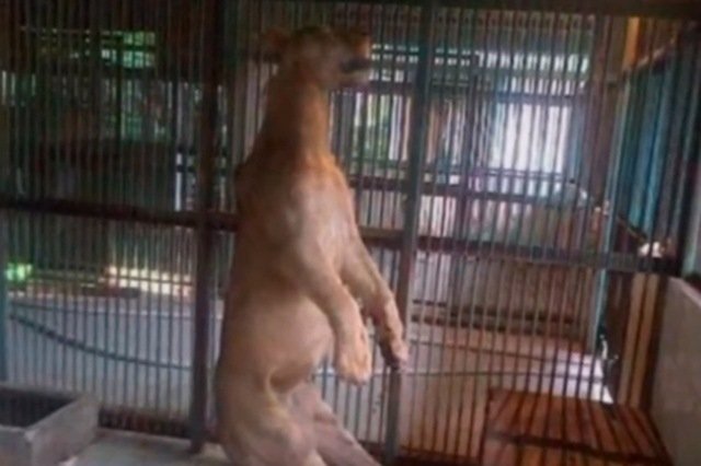 W styczniu w surabajskim ZOO znaleziono powieszonego lwa