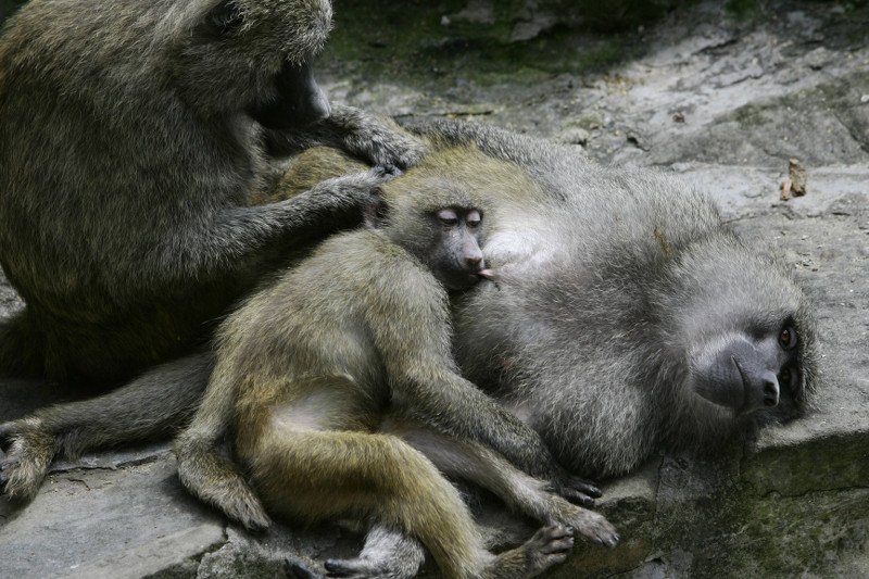 Wzruszające zachowanie małp w warszawskim zoo. W milczeniu żegnały się ze zmarłą pawianicą. Na zdjęciu: ogród zoologiczny w Łodzi