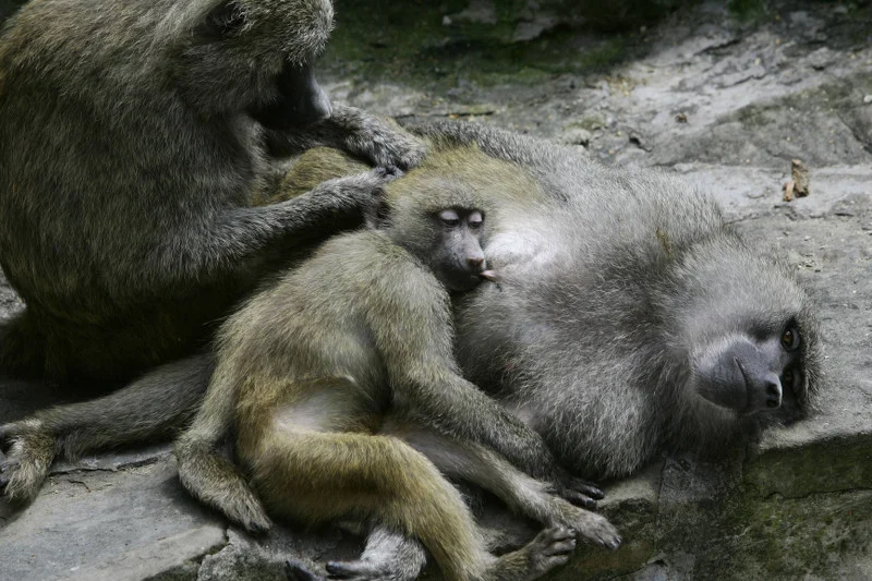 Wzruszające zachowanie małp w warszawskim zoo. W milczeniu żegnały się ze zmarłą pawianicą. Na zdjęciu: ogród zoologiczny w Łodzi