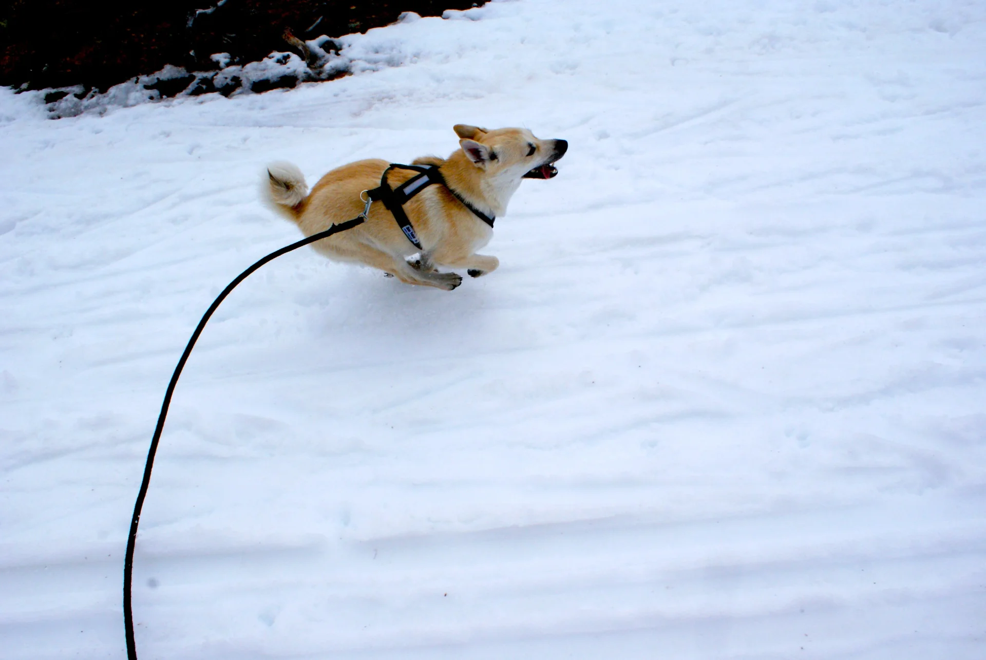 Buhund norweski