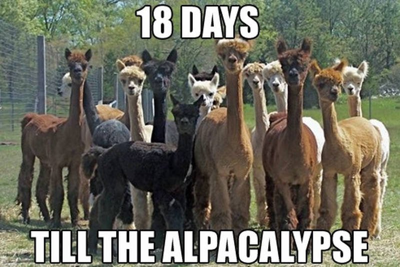 Skąd wzięła się internetowa popularność alpak?