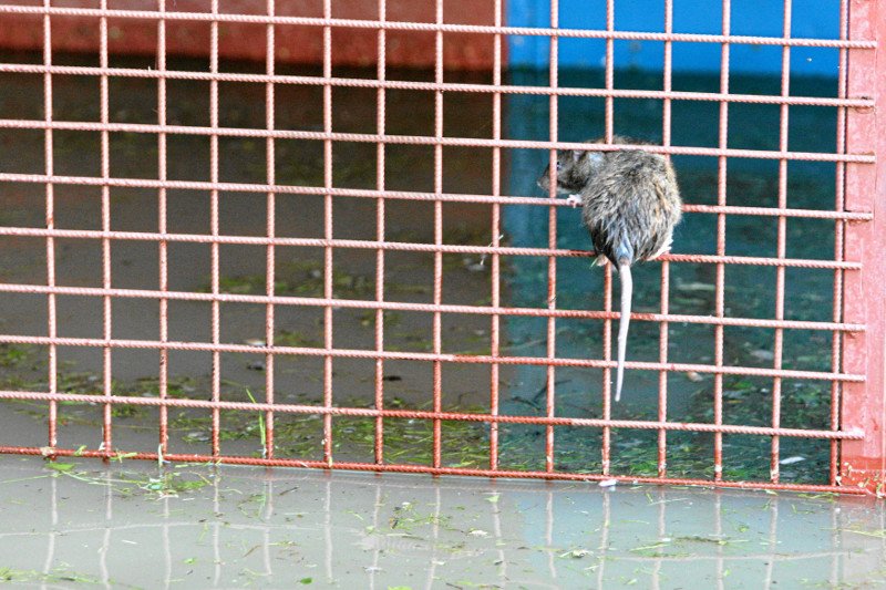 Szczury we Wrocławiu są dosłownie wszędzie.