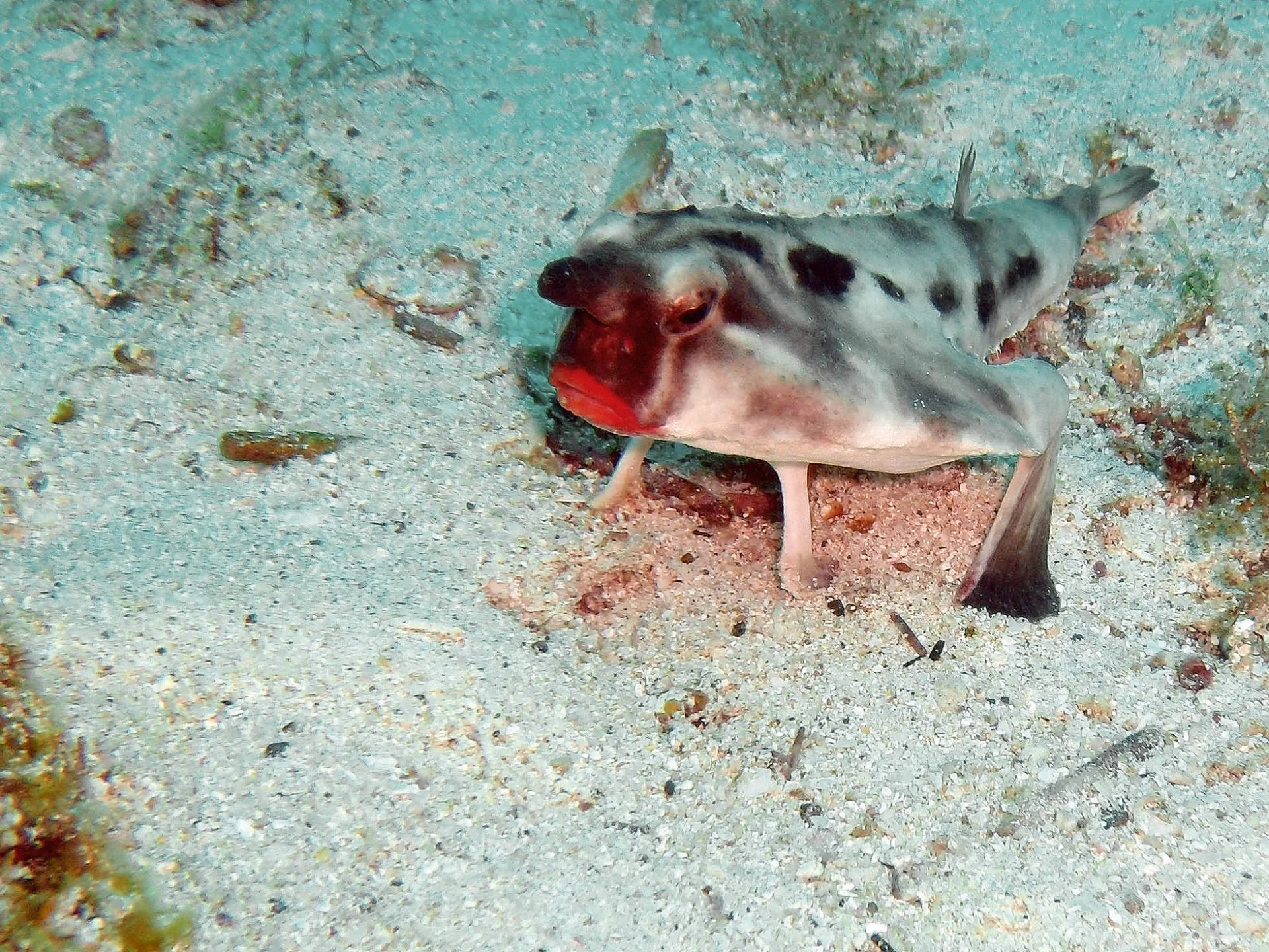 Ogcocephalus darwini