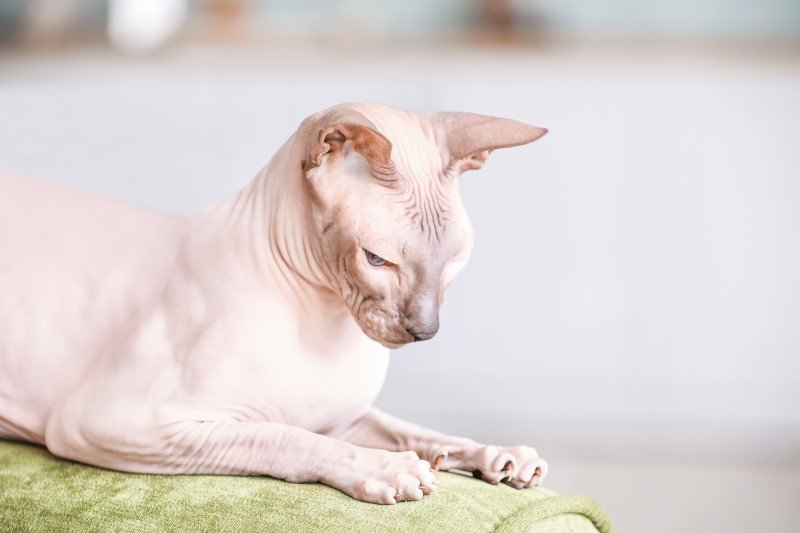 Uroda łysych kotów wzbudza kontrowersje. Niemniej koty bez sierści mają swoich miłośników na całym świecie