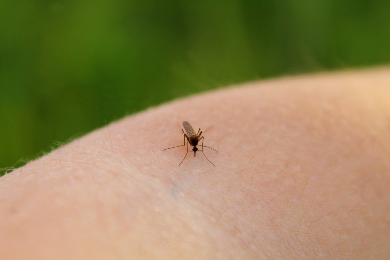 Komary w lecie to prawdziwa zmora