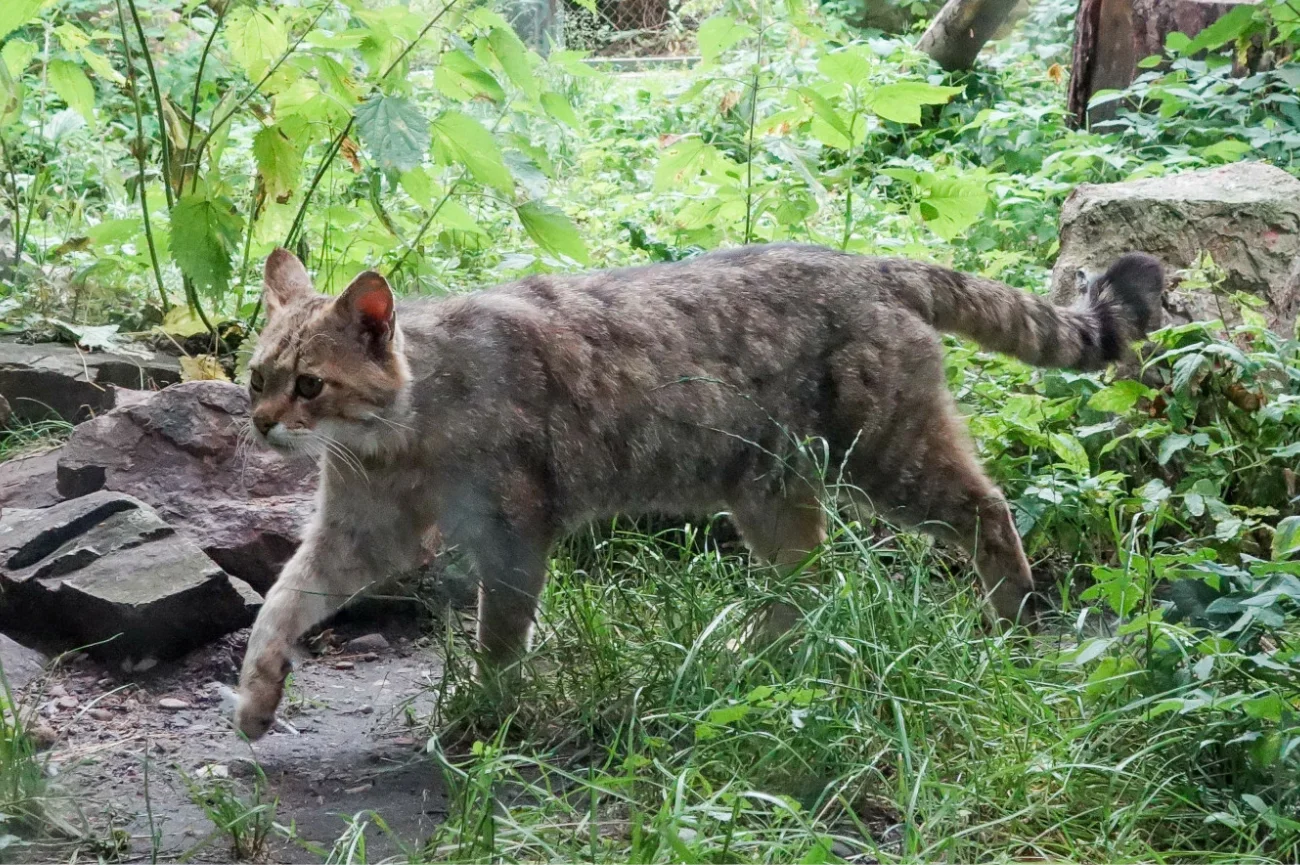 Żbik, Miejski Ogród Zoologiczny w Łodzi 