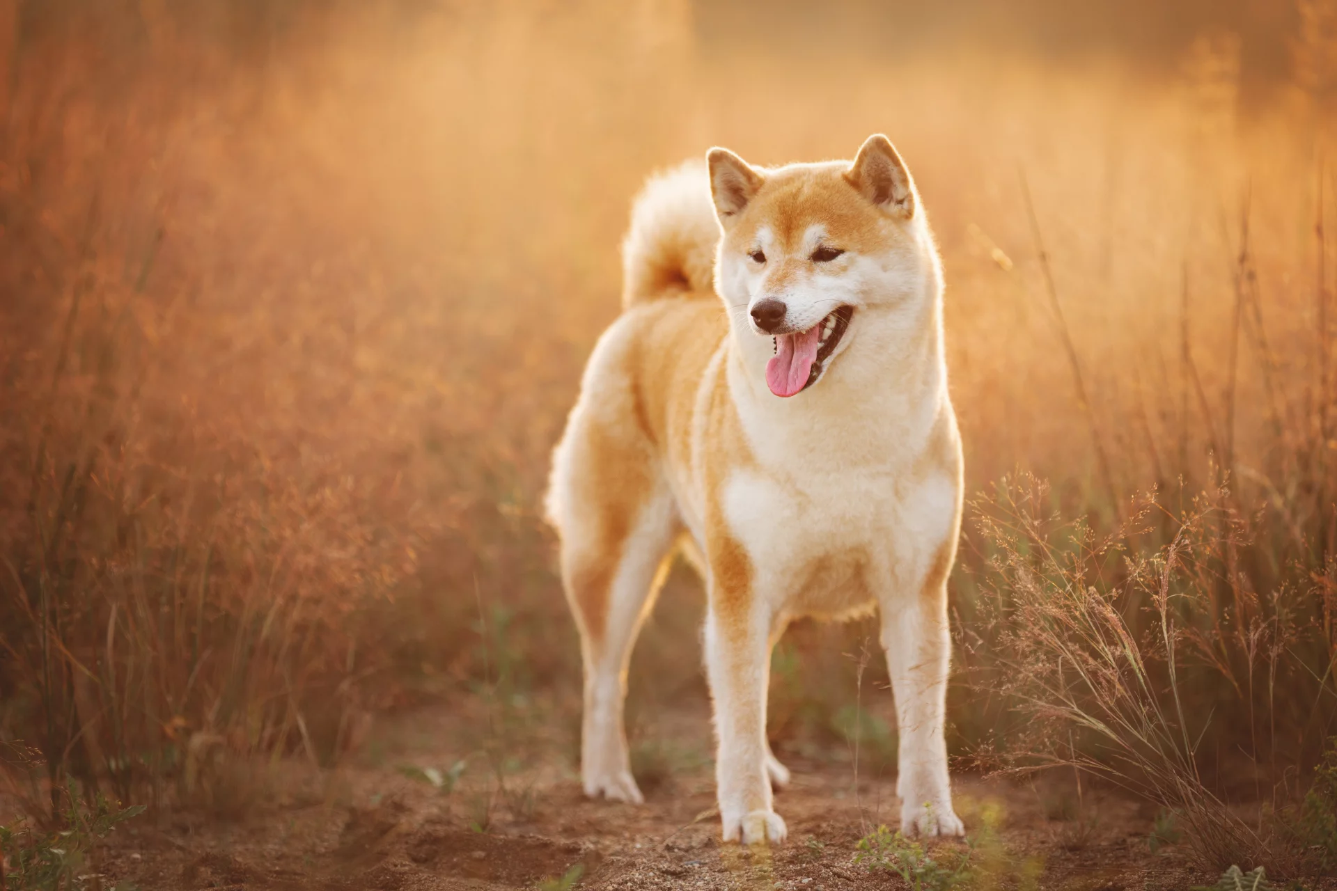 Shiba Inu Shiba Inu