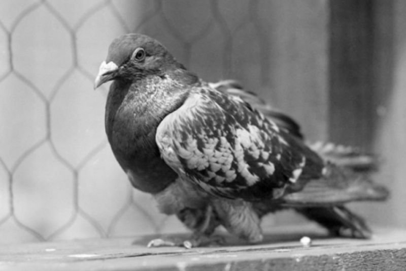 Bohaterski gołąb Cher Ami