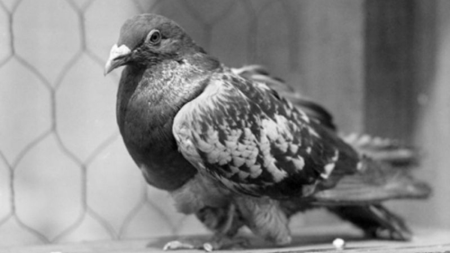 Bohaterski gołąb Cher Ami