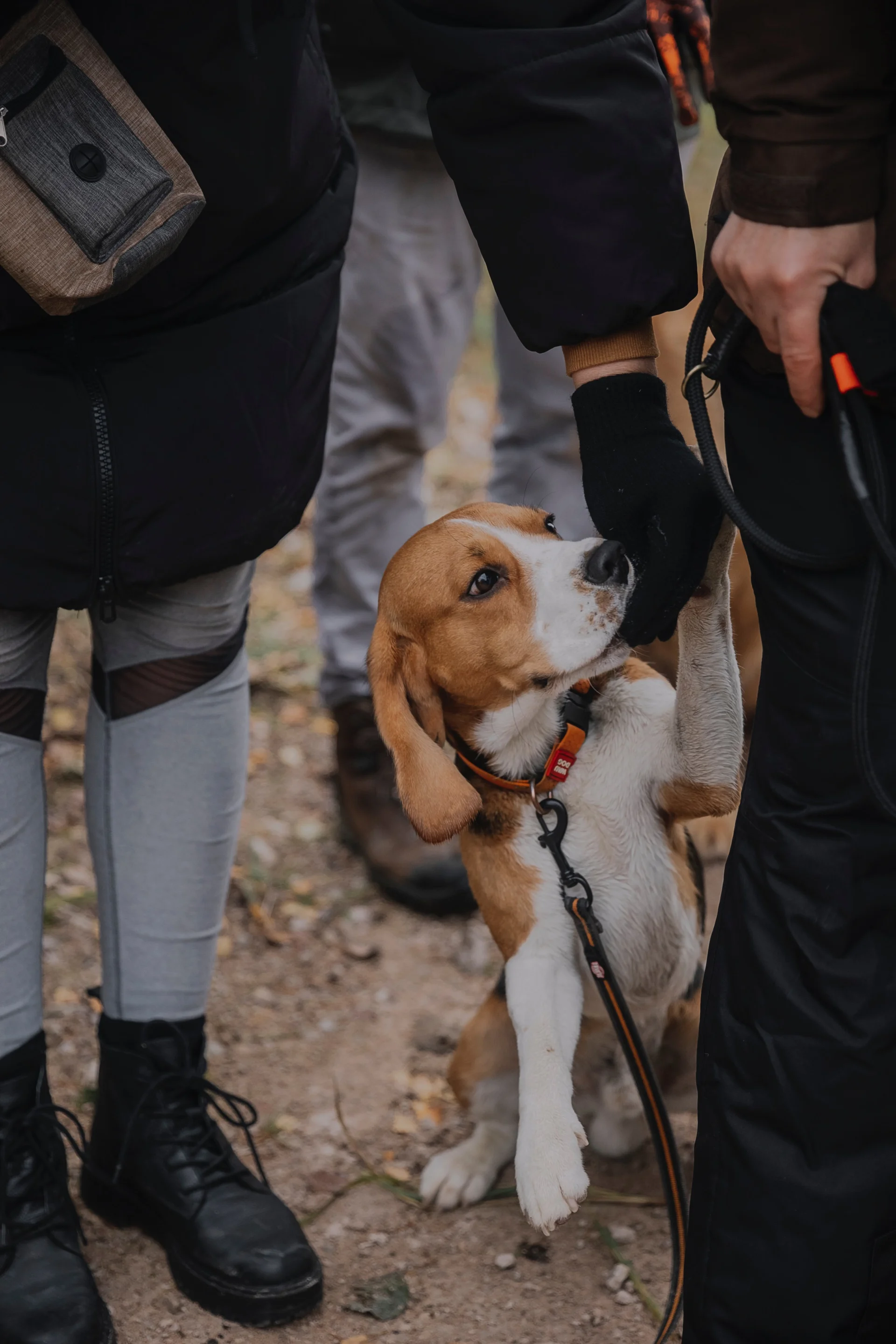 Beagle Beagle