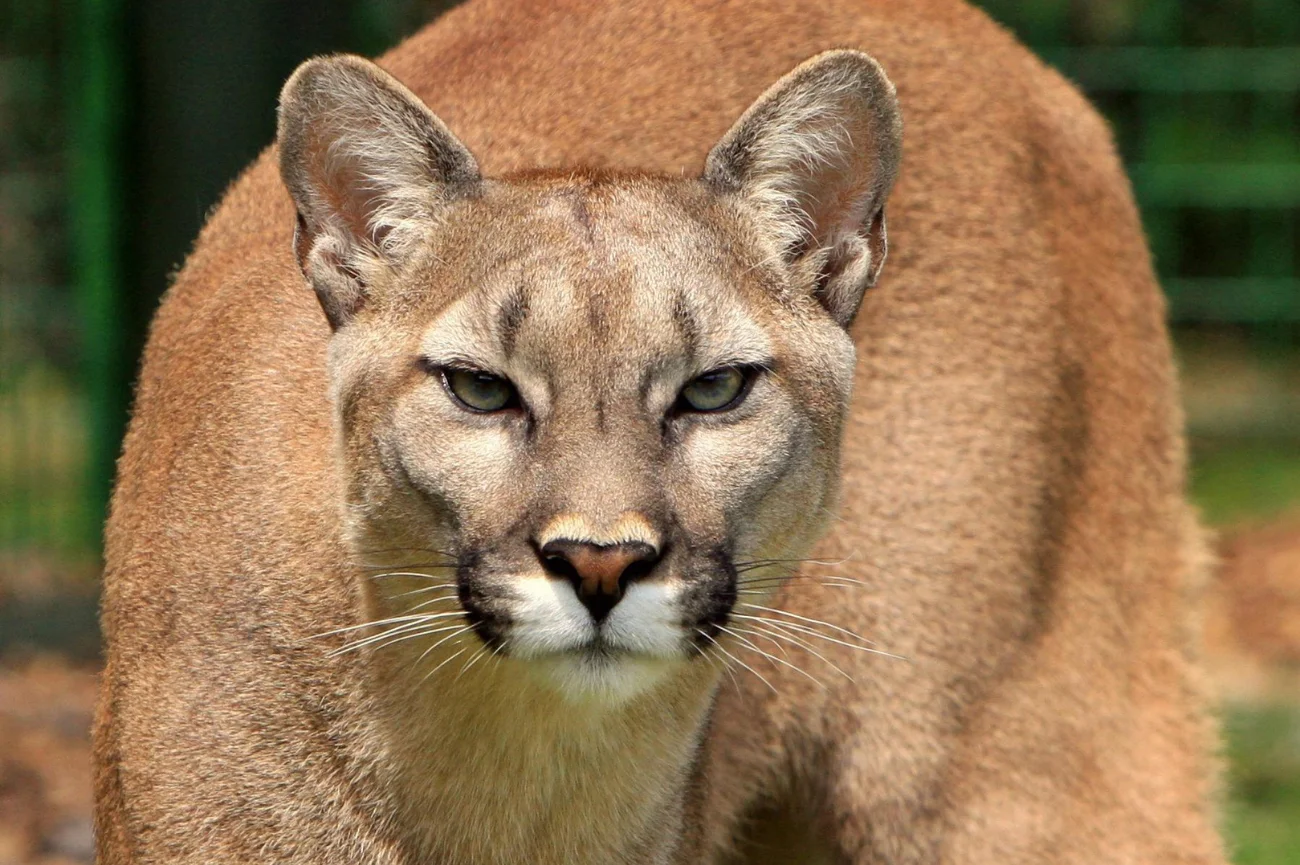 Puma zaatakowała 10-latka - tragiczny incydent w Kolorado Puma w bliskim kadrze