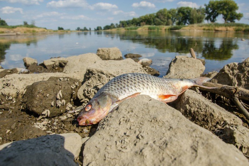 Zatruta ryba na brzegu Odry